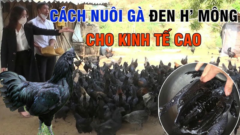  Gà H’Mông được luyện tập để tăng sức mạnh và độ bền.