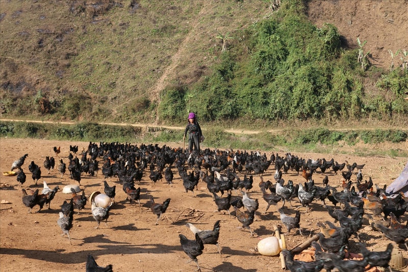  Gà H’Mông với bộ lông đen bóng, thể chất vượt trội.